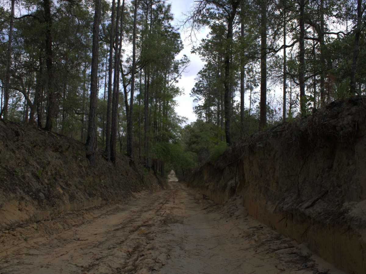 Citrus Wildlife Management | Trail 5 photo 6