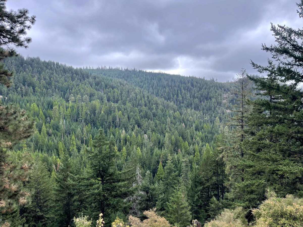 Gold Creek Trail photo 6