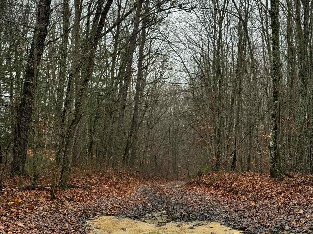 Wild Dog Creek Trail photo 6