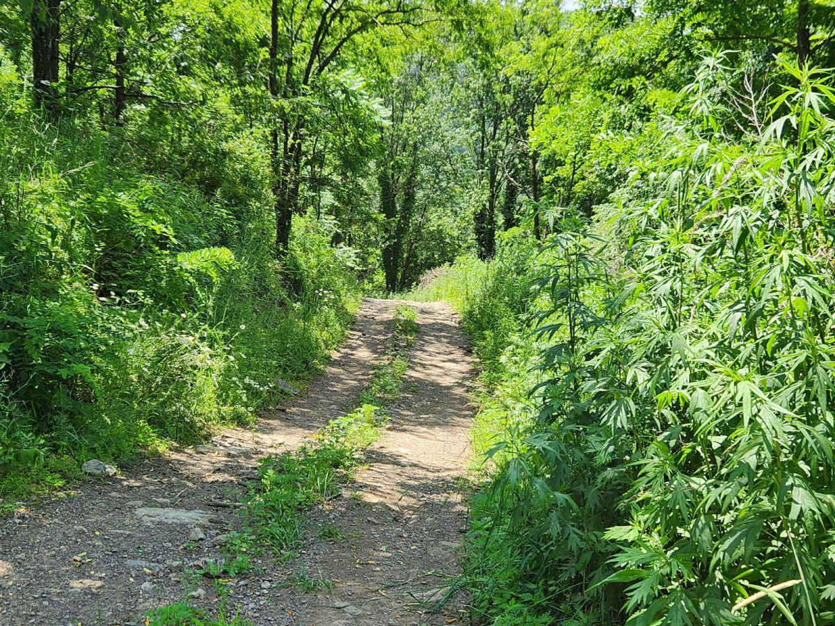 Trail 6C - Rock Run Recreation Area photo 3