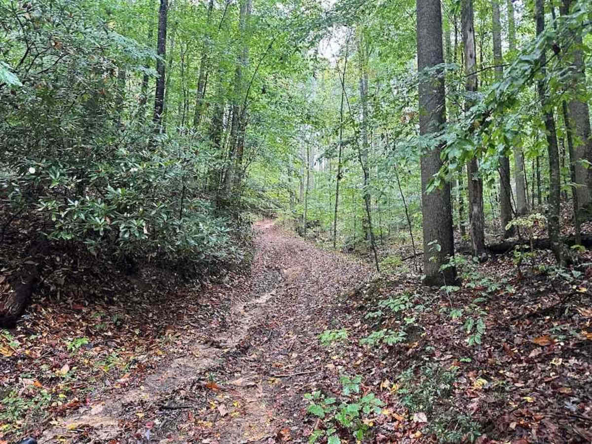 P Black trail photo