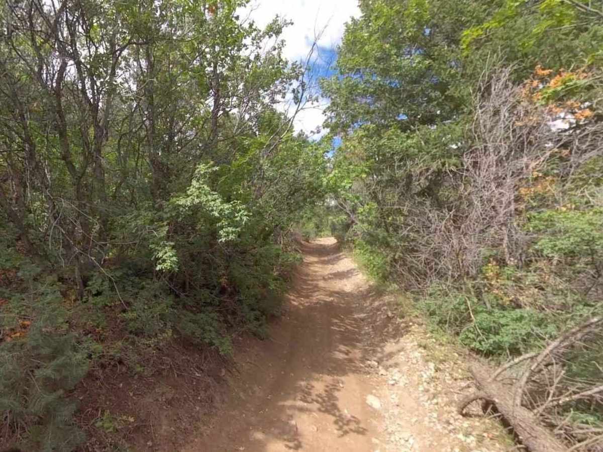 Broad Canyon Road - UCB823 photo 4