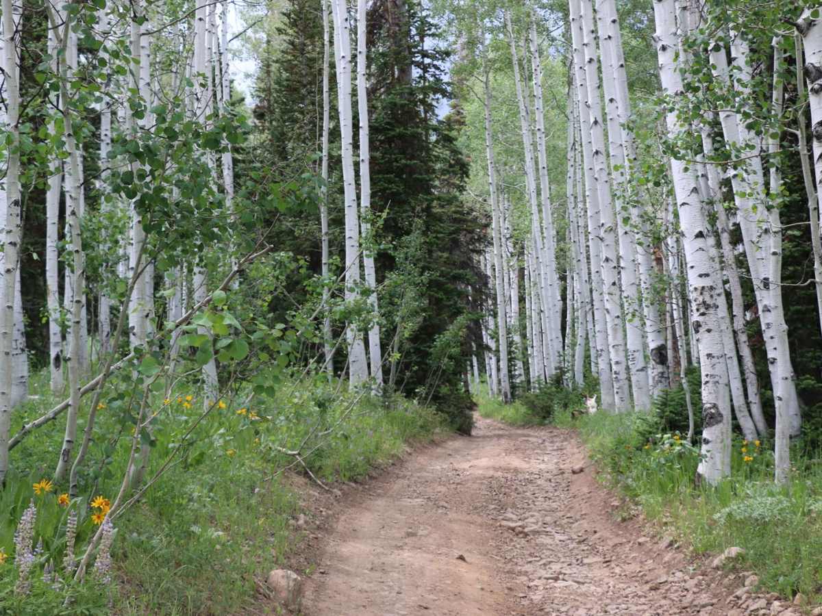 Buck Camp Hollow - FS 70439 photo 2