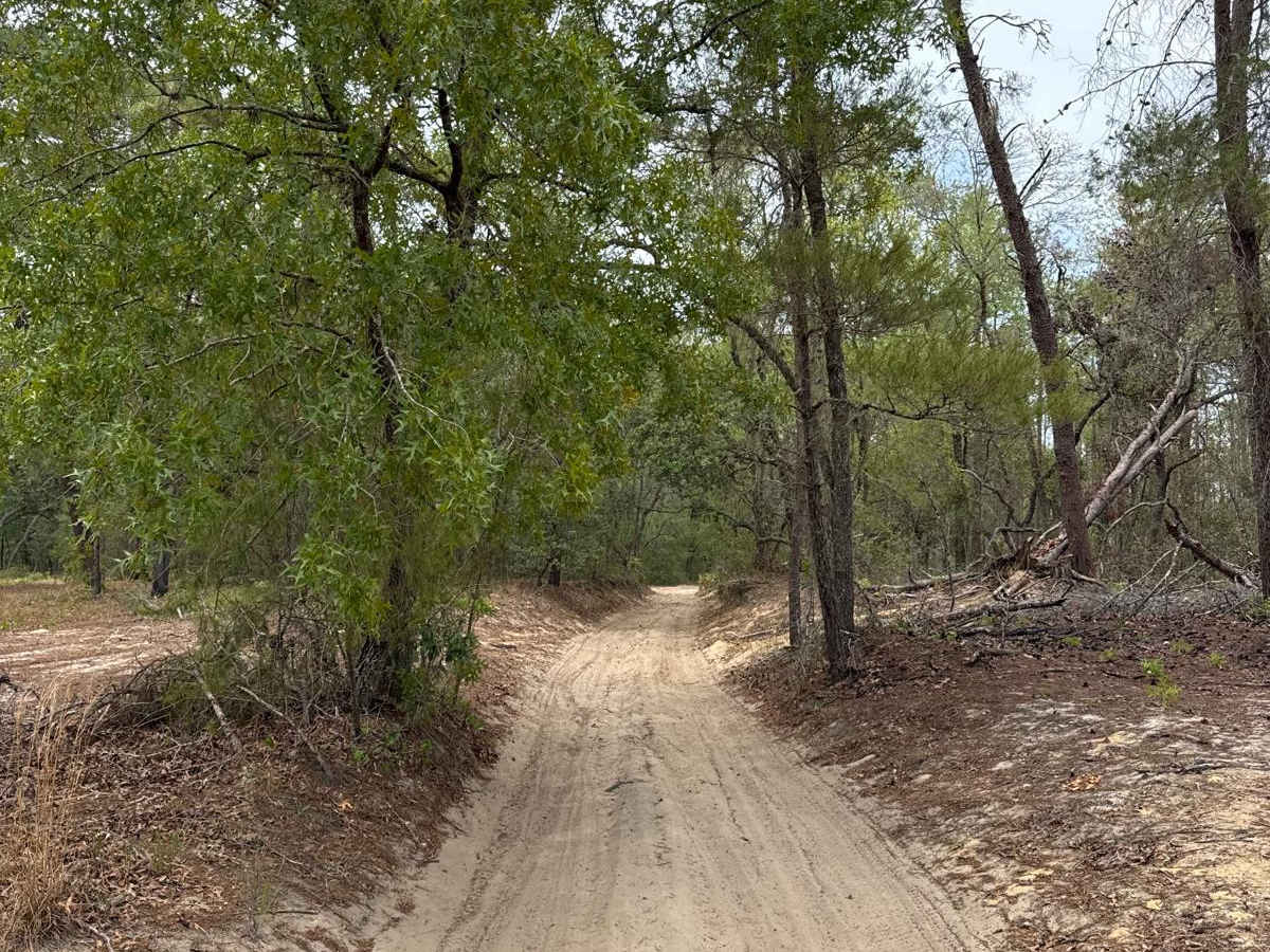 Ocala National Forest 63 photo 2