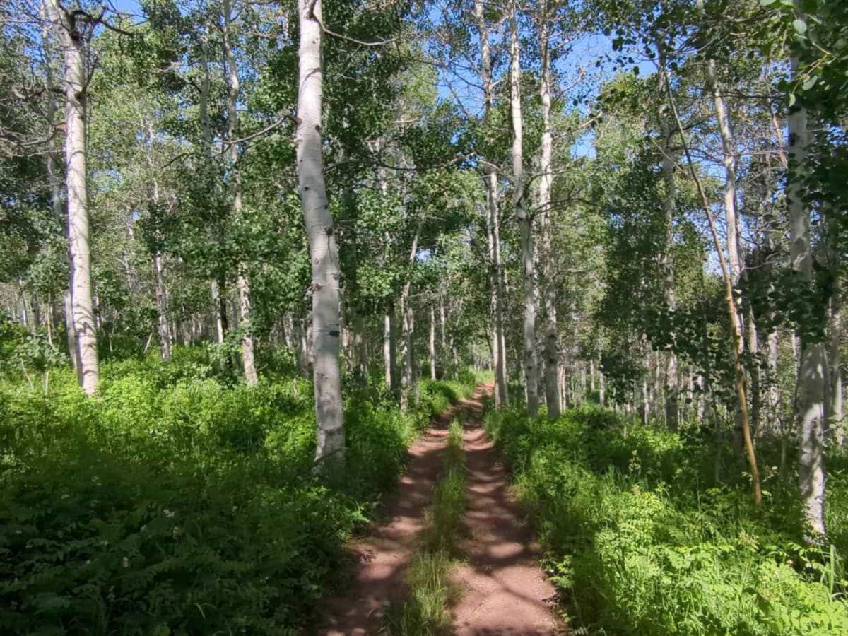 Mitchell Hollow ATV photo 2
