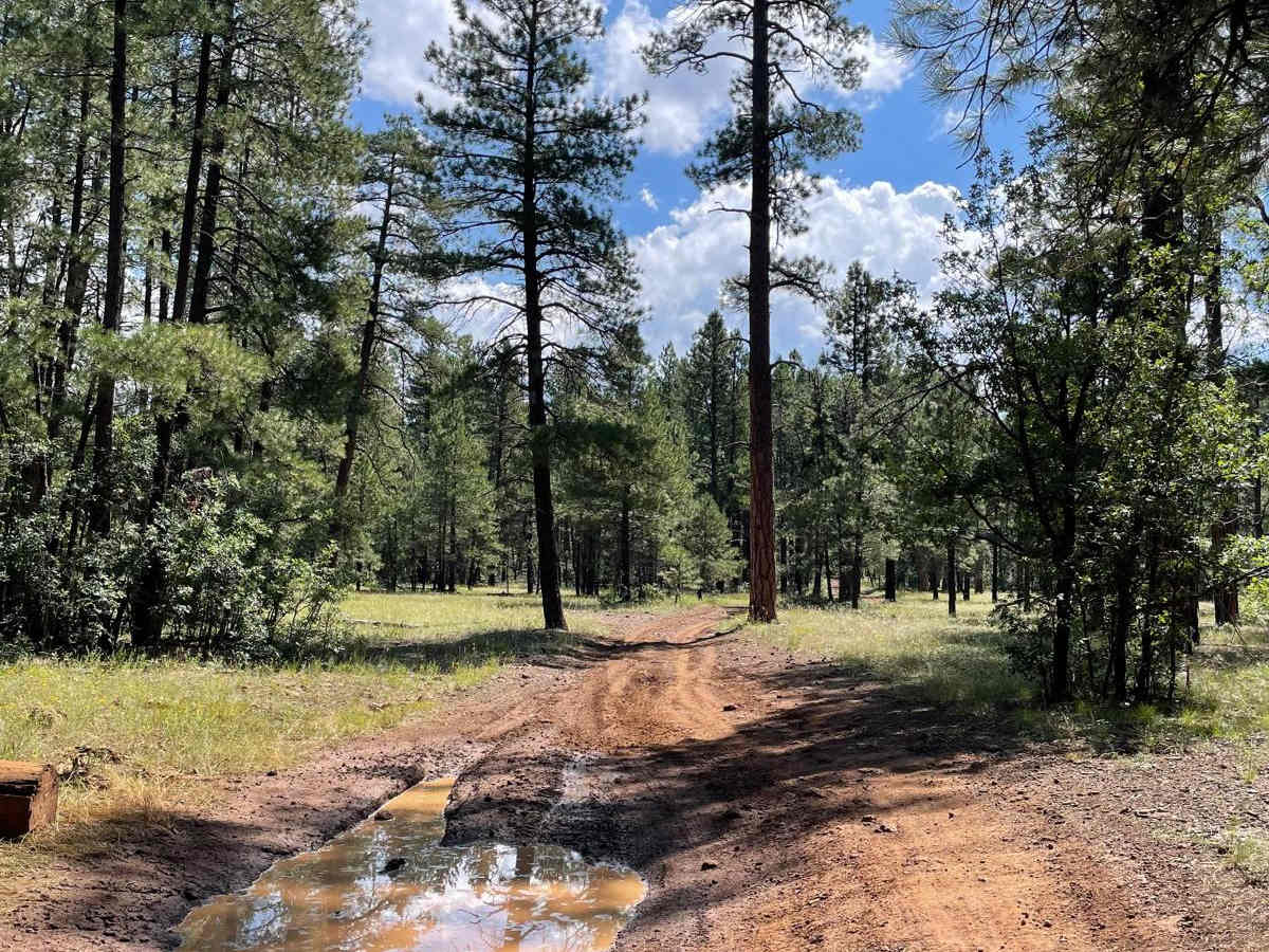 Mud Puddle Lane  photo 6