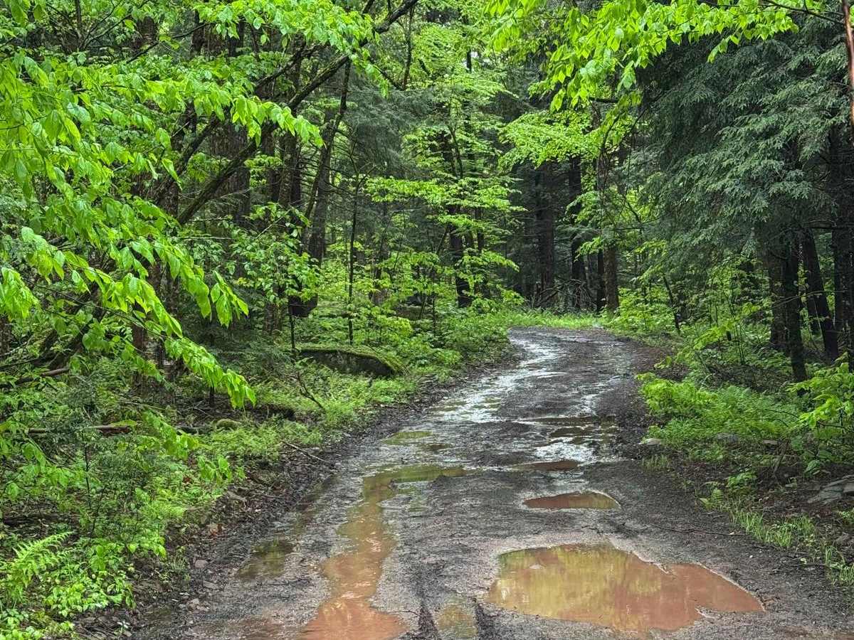 Basily Road trail photo