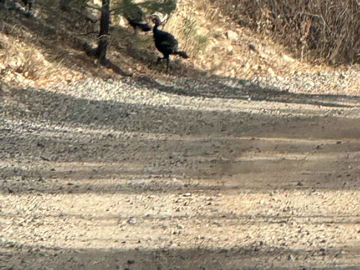 Fourth of July Campground photo 4