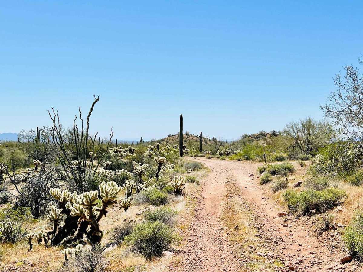 BLM 9065 photo 6