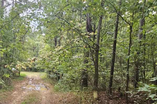 Cold Springs Road - FS 1245