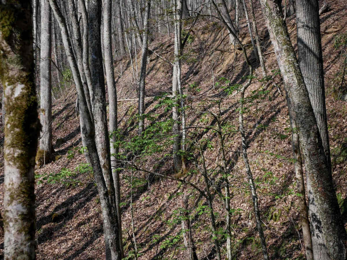 Locust Gap Trail 2 photo 2
