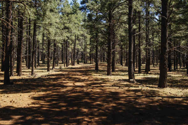 Wooded Trail