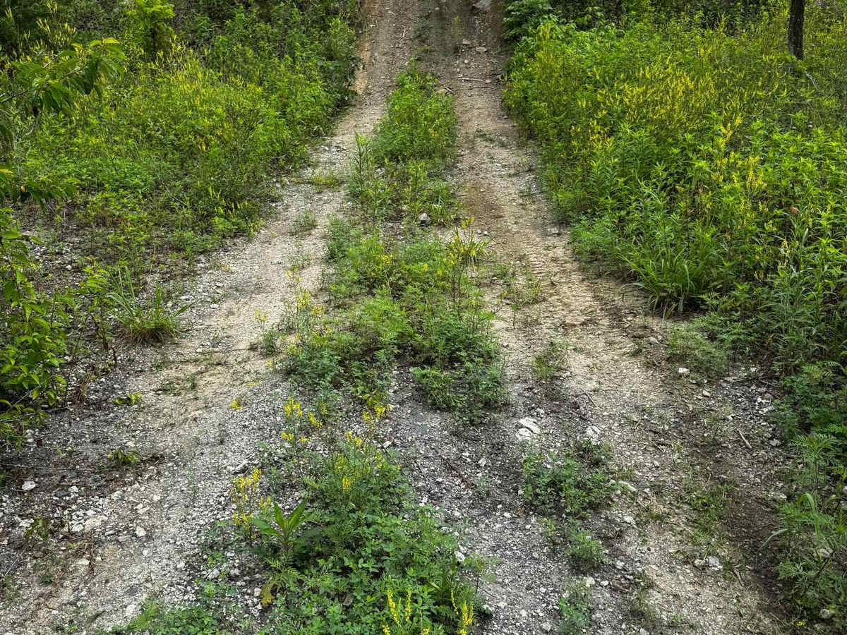 Red 174 photo 5