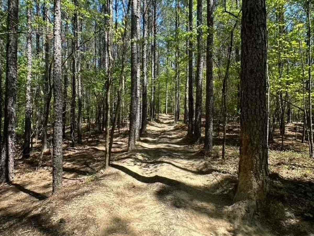 Trail 8 photo 5