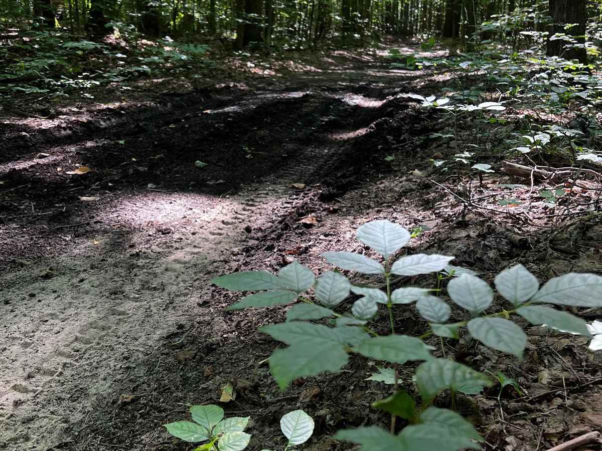 NFS 5407 trail photo