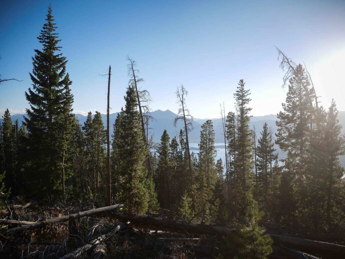 Roost trail photo