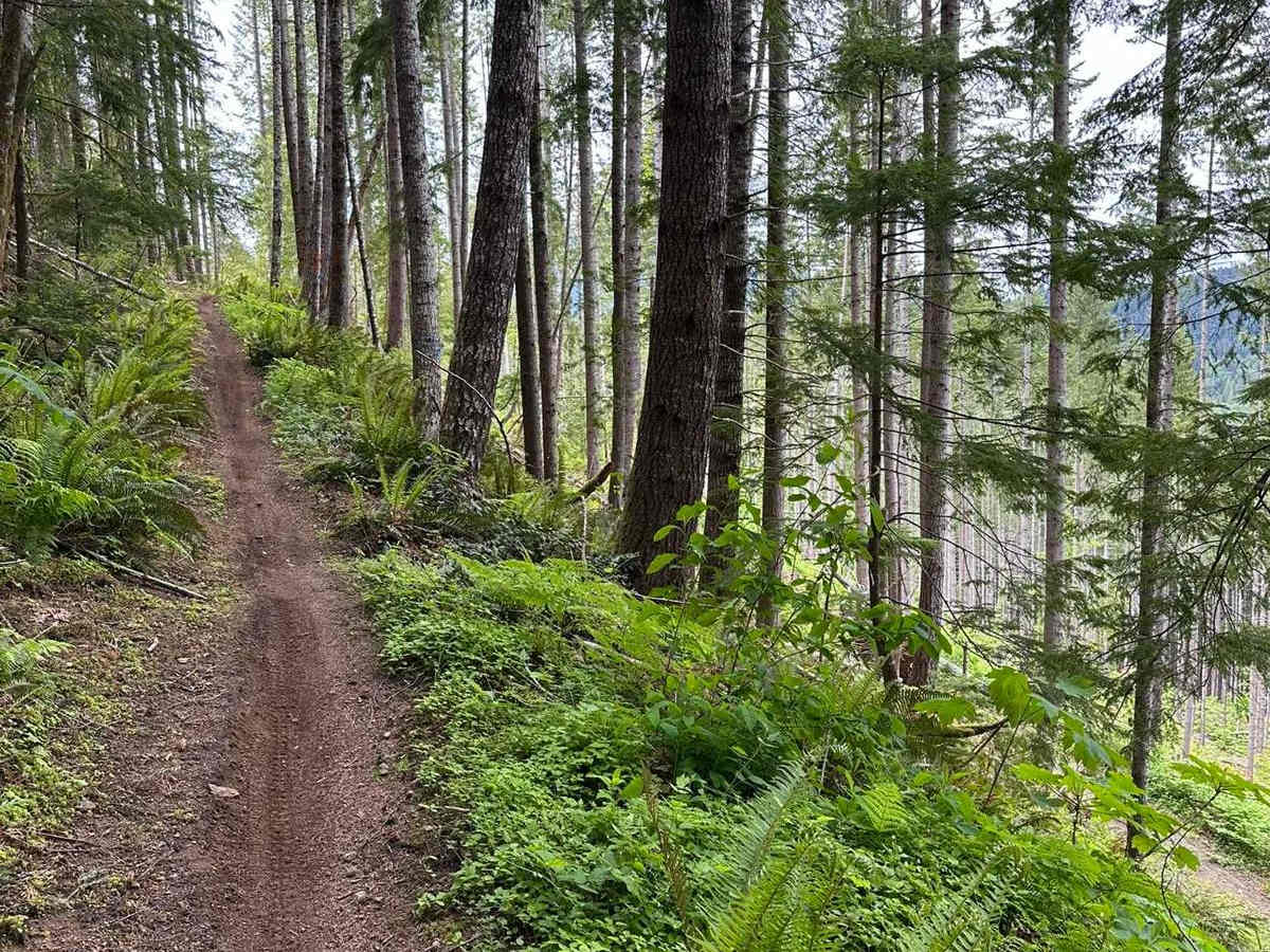 Kraus Ridge trail photo