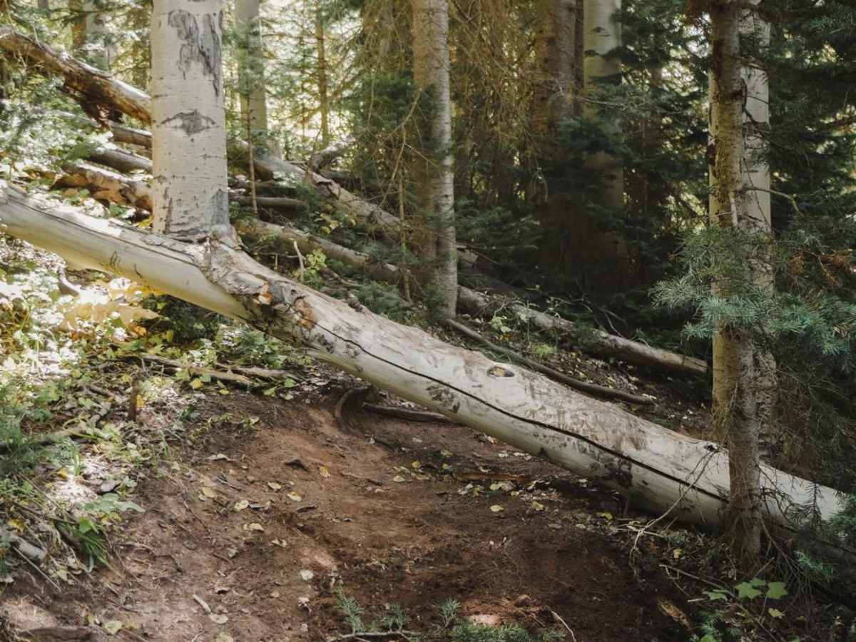 North Fork Cattle Creek Trail photo 4