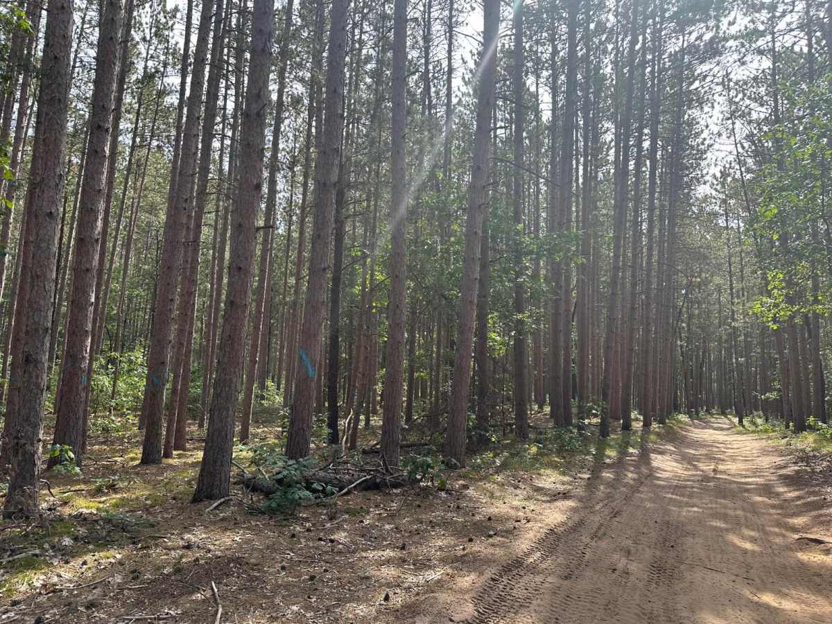 Pine Needle FS 5150 trail photo