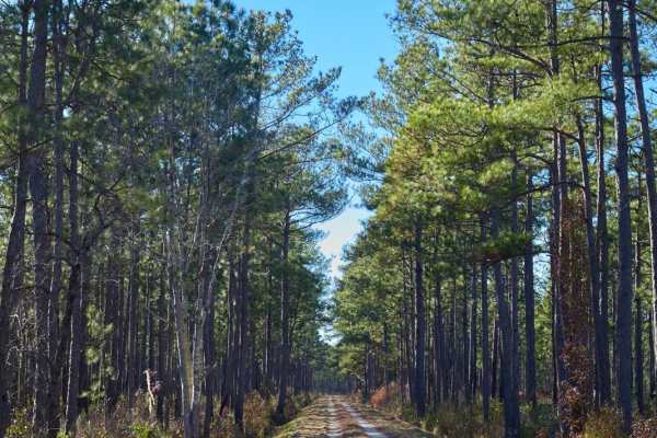 Murrell Tract - Part 1 - FSR 220
