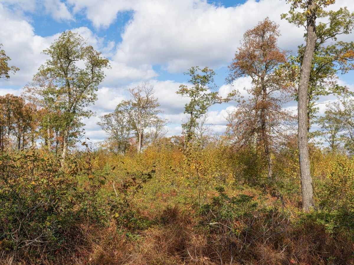 Rag Hollow Road trail photo