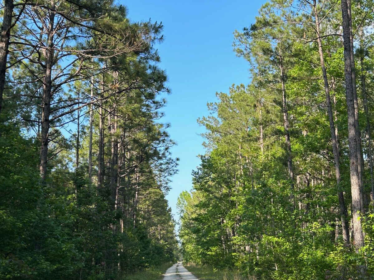 Cooter Creek - FSR 224 photo 2