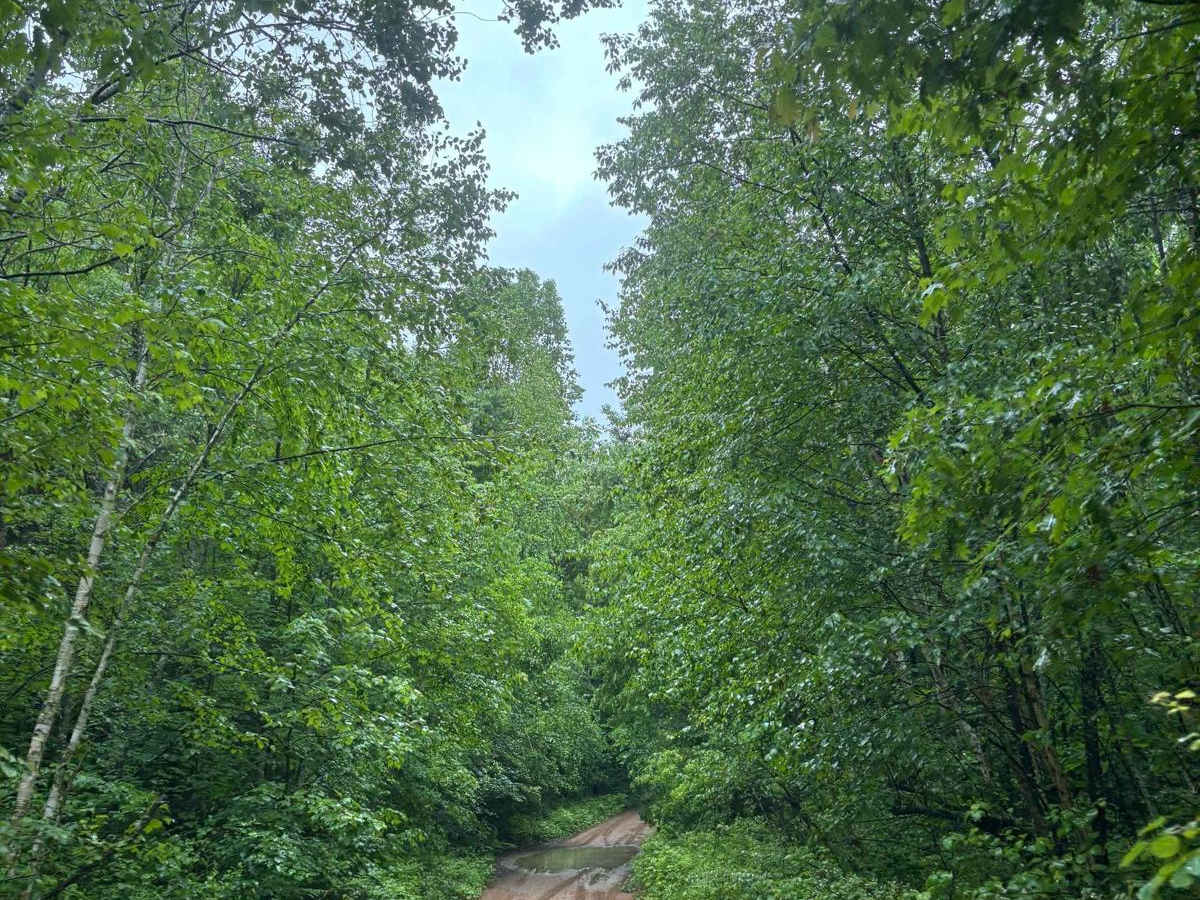 Forest Road 2329 photo 3