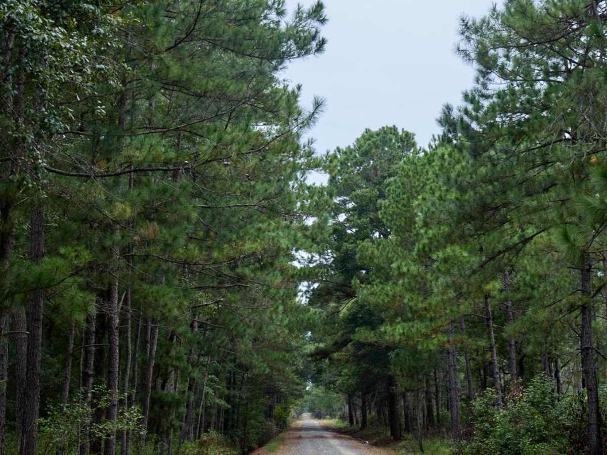 Bonneau Ferry WMA - Wetland Access photo 3
