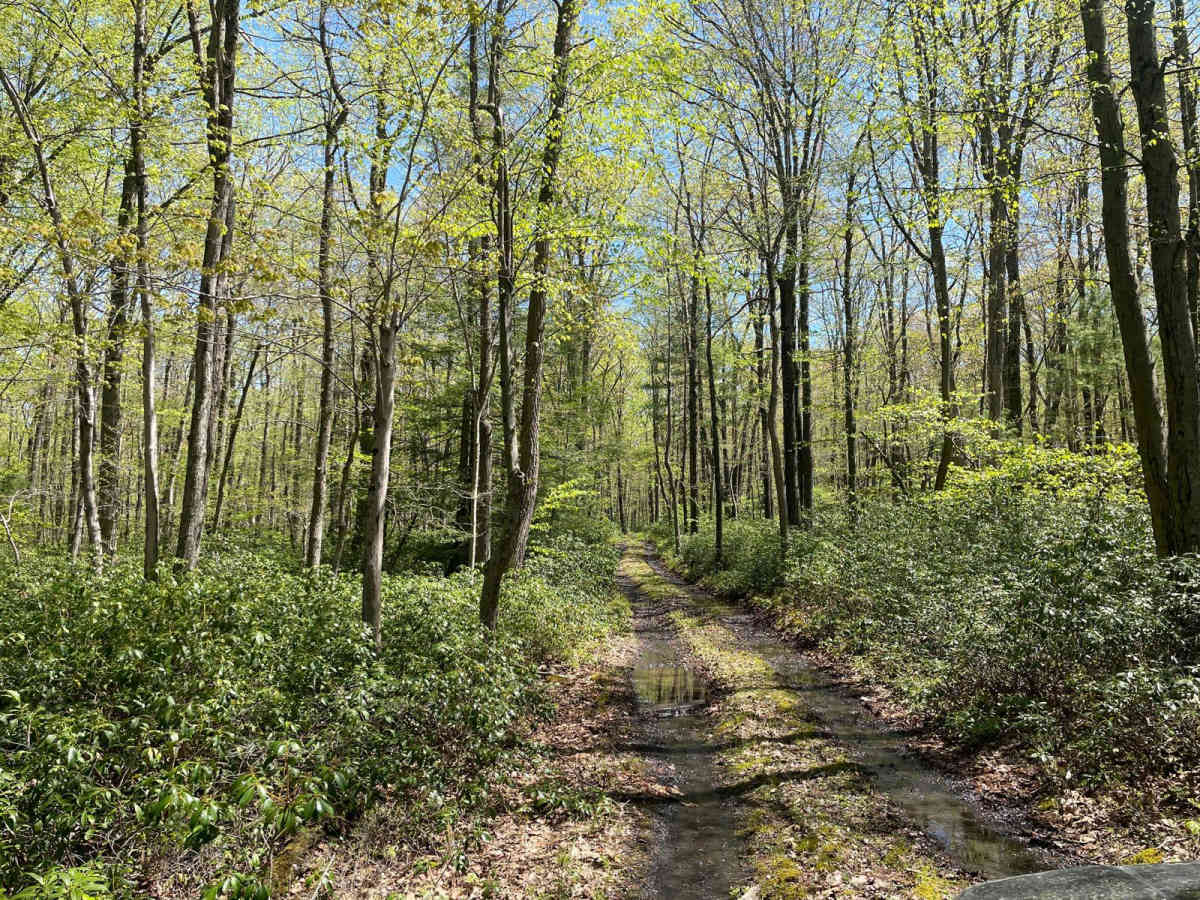 Green's Valley Trail photo 4