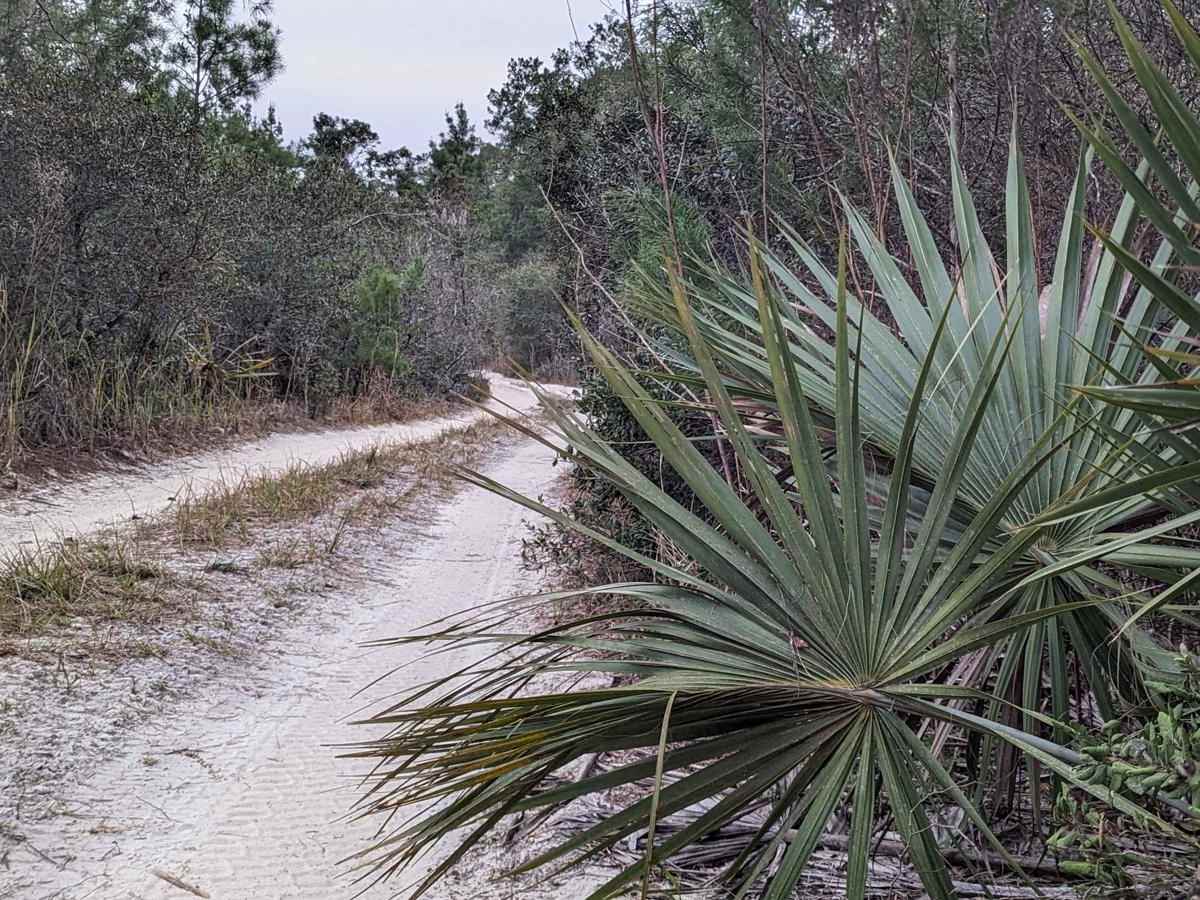 Island Lake Trail photo 2