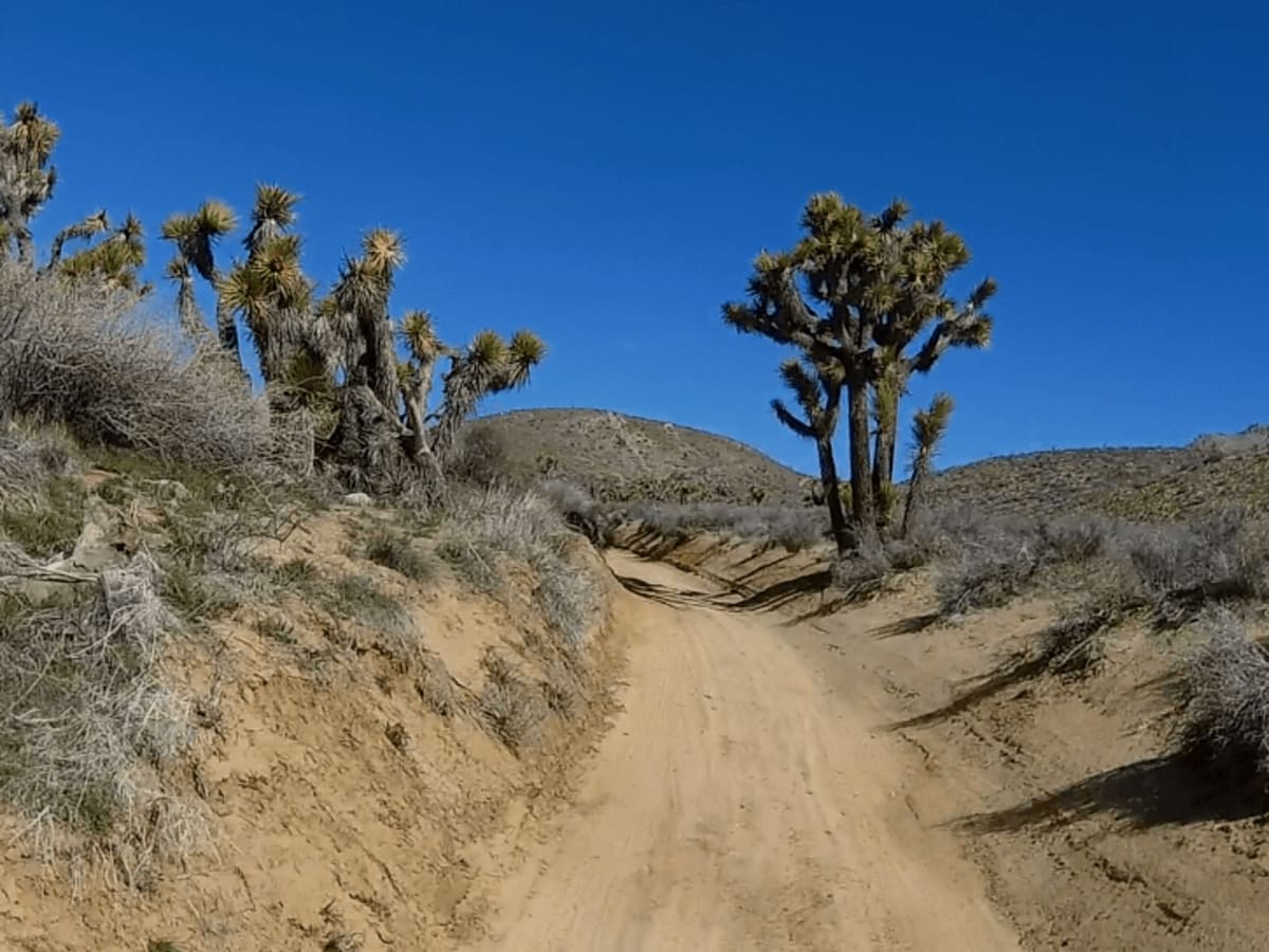 Dove Springs Access Trail photo 5
