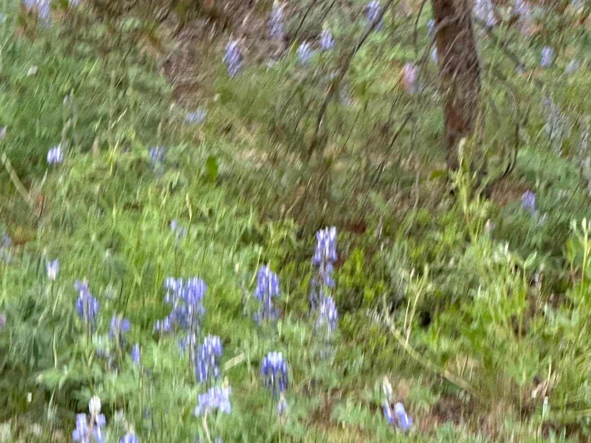 FS 7561C Purple Lupine Shortcut photo 2