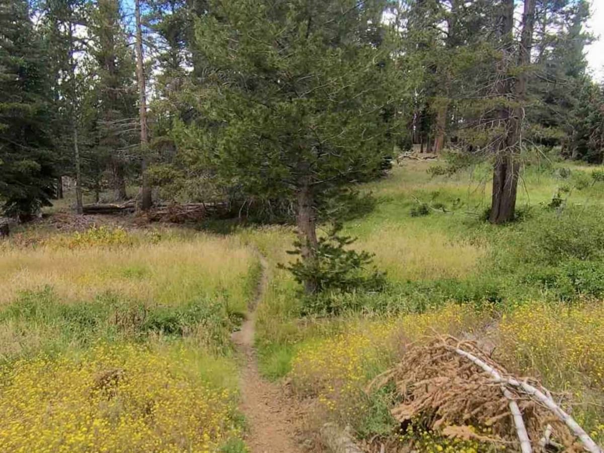 Trout Creek Trail photo 4