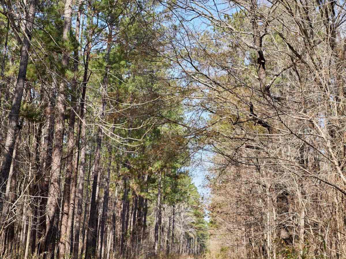 FSR136 - Mackie Road trail photo