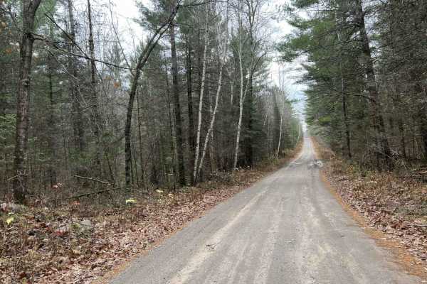 White Birch/ Firelane Road