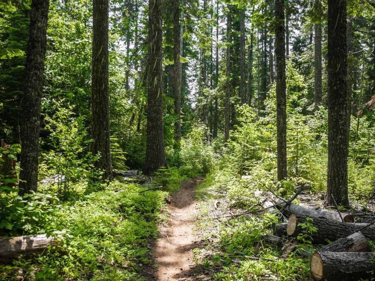 Three Tree Butte No. 26 trail photo