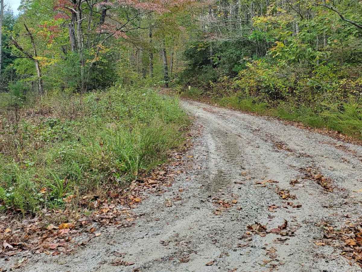 Williams Gap - FSR 346 trail photo