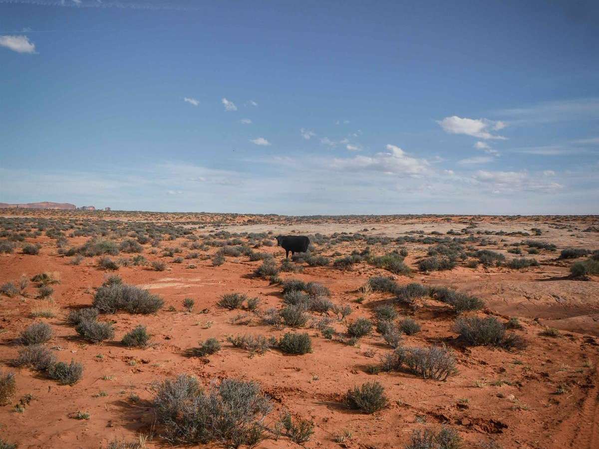 Tri Tip ATV photo 6