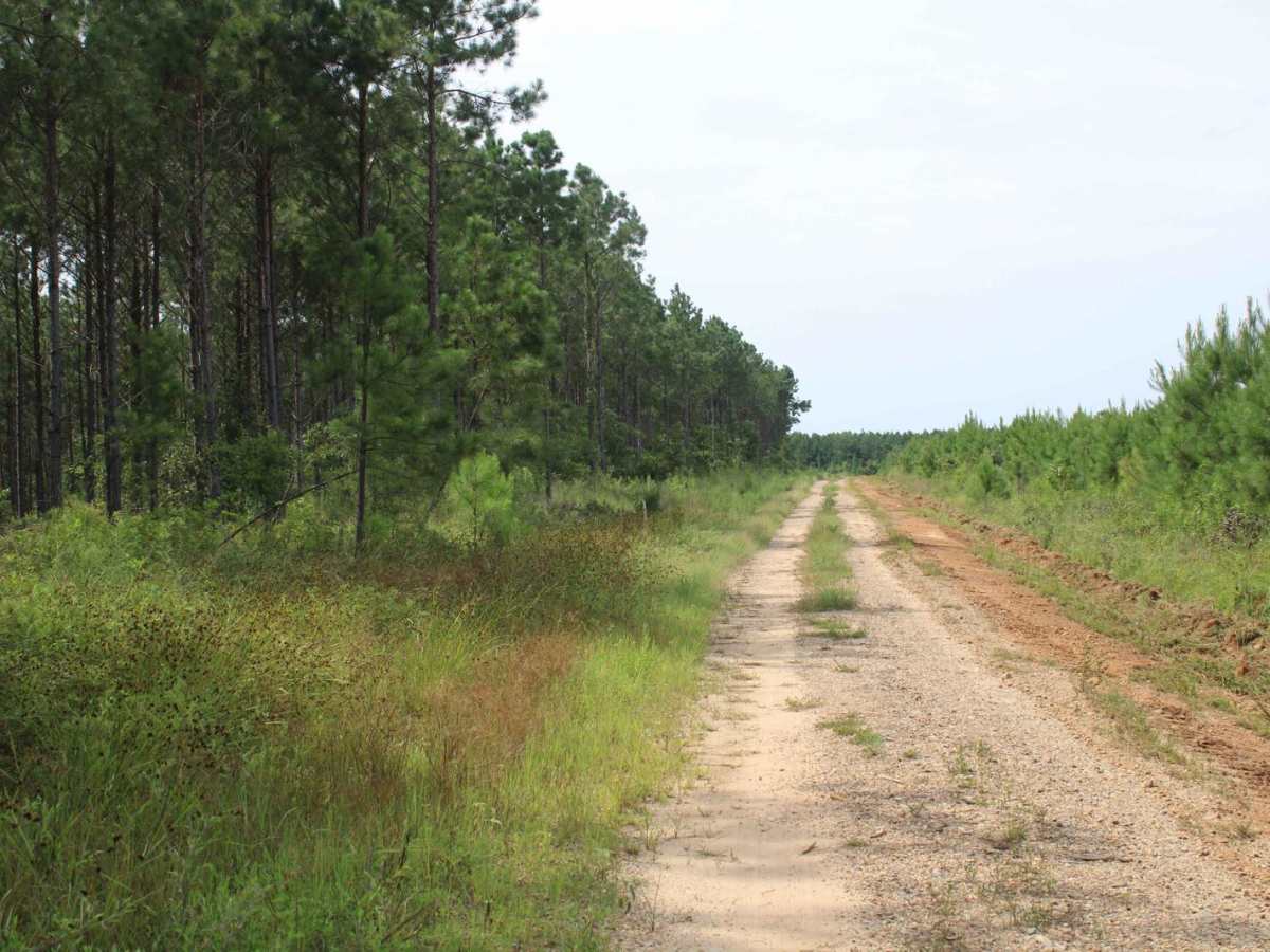 Little Bridge Creek to HWY 73 photo 6