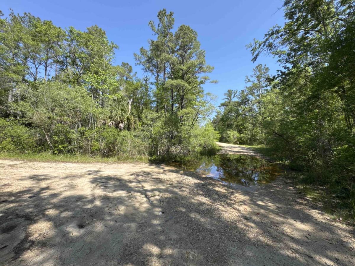 Firebreak 14 - Aucilla WMA photo 6