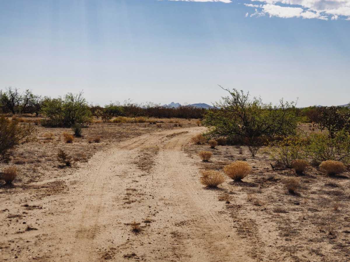 Bovine Conspiracy trail photo