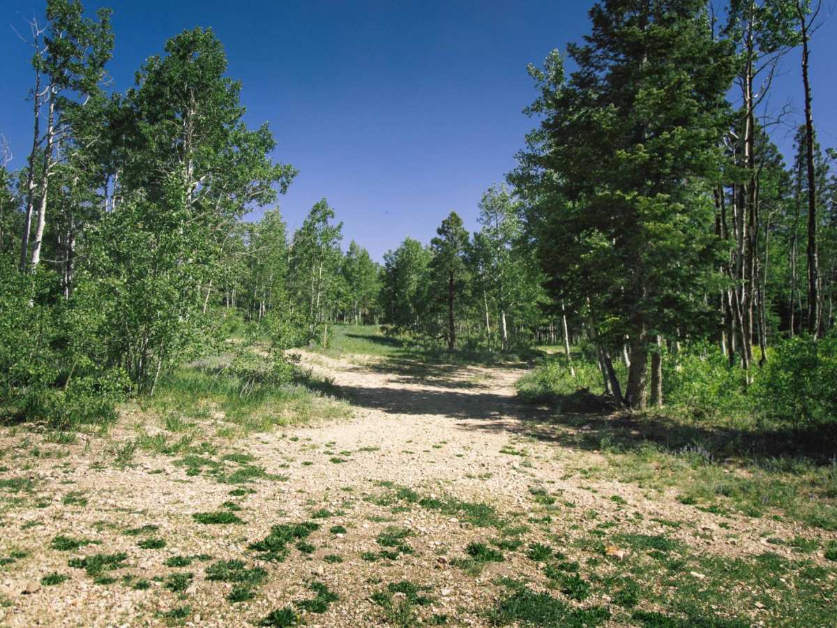 FR2599 trail photo