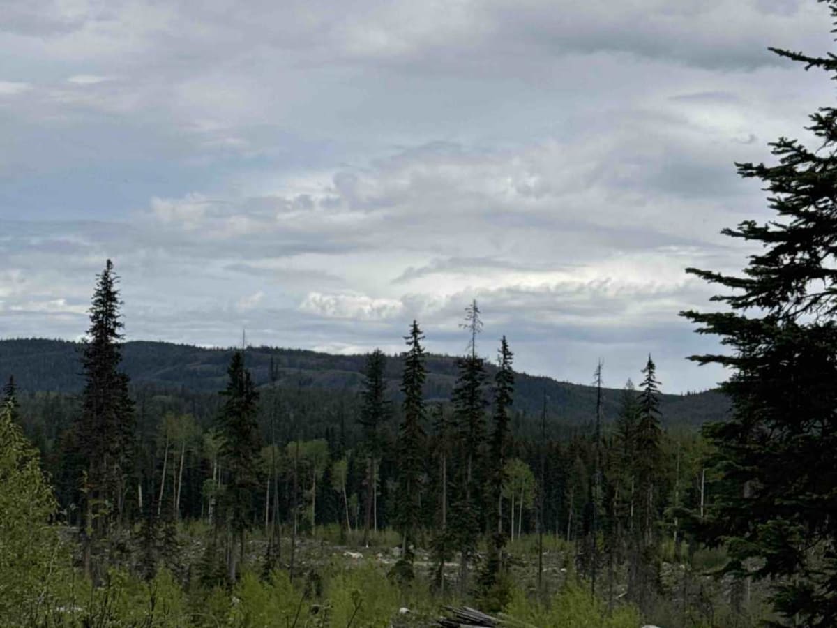 Jackpine Forest Service Road photo 6