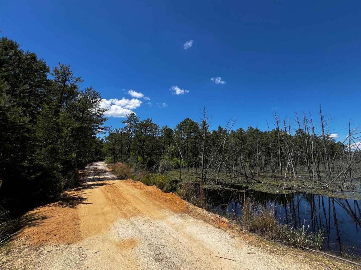Forge Road to Wharton State Forest photo 6