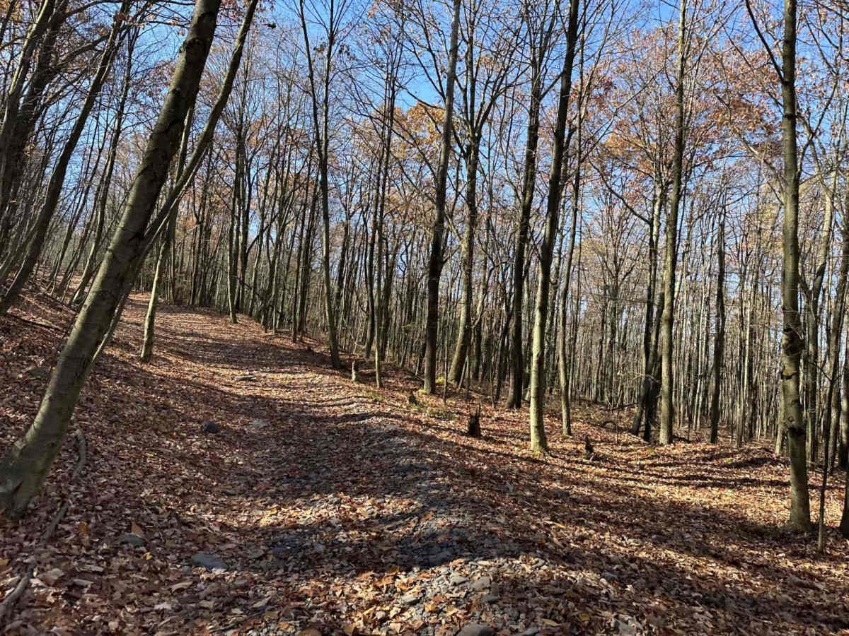 111 Side Loop photo 5