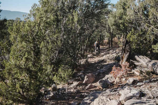 Lower Pine