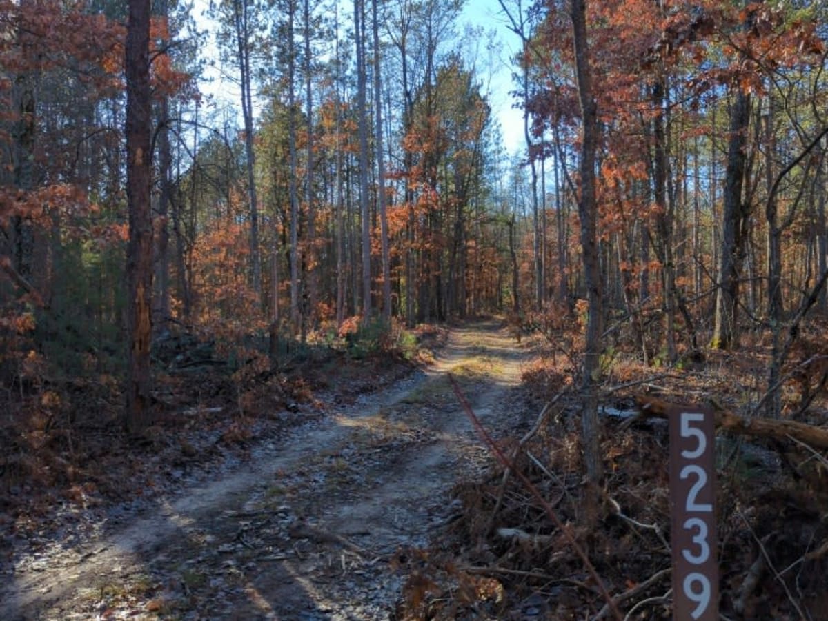 Manistee National Forest Roads 5309-5363 photo 3