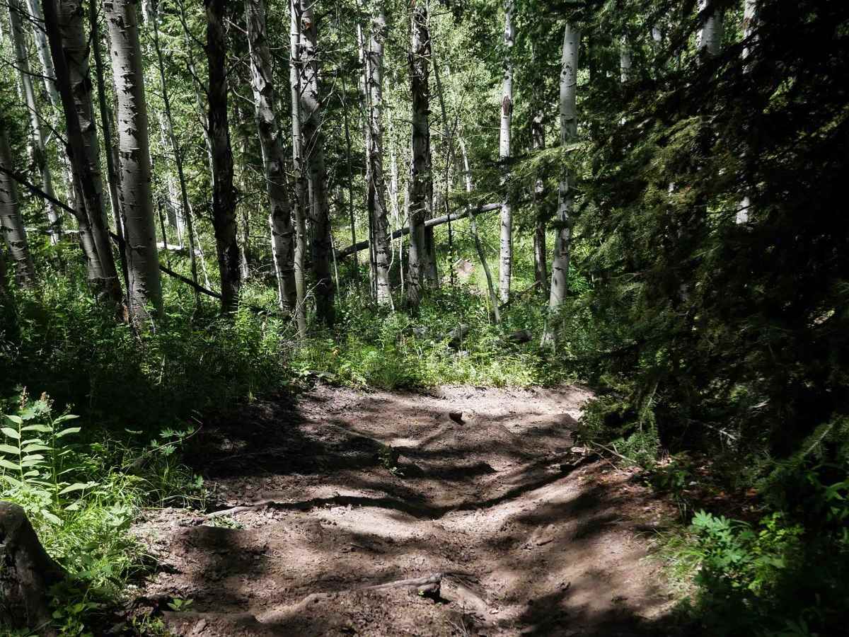 Burchertt Spring #5236  photo 3