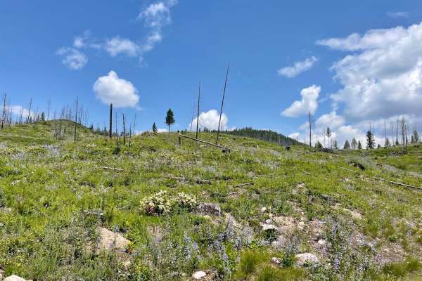 Auggie Cutoff Trail