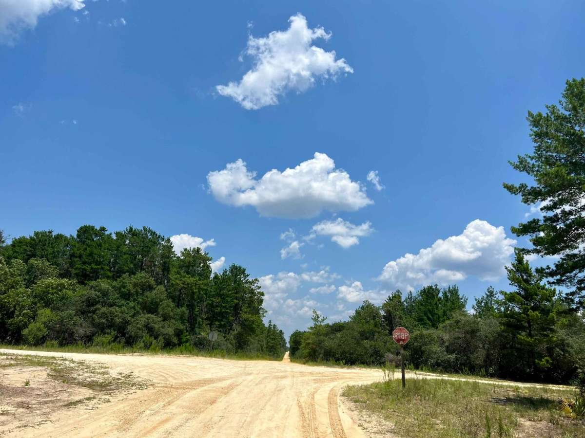 Ocala National Forest | Trail 33 photo 5
